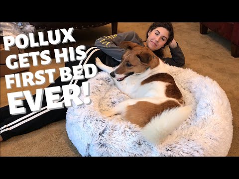 Pollux *The Dog Nobody Wanted* Gets His FIRST BED