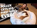 Pollux the dog nobody wanted gets his first bed