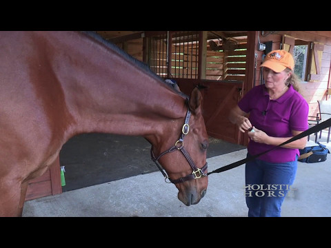 Simple Ways to Calm Your Horse