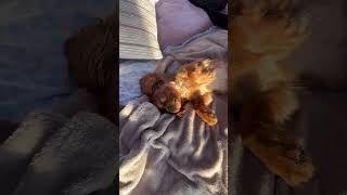 Relax ☺️#cavalier #cavalierpuppy #pieski #funnydogs