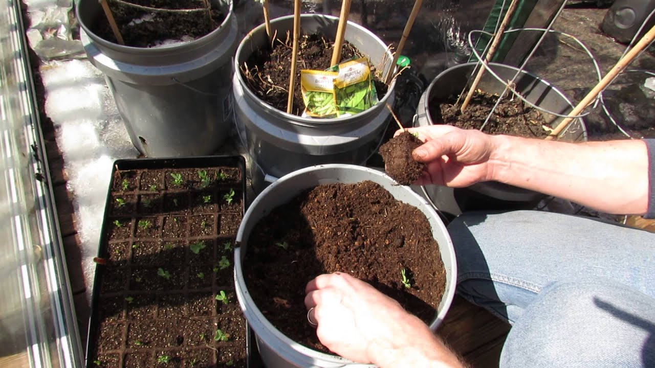 2 of 2 Transplanting Peas from Peat Trays/Pots into Outdoor Containers