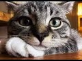 😺 The cat is the best psychologist! 🐈 Funny video with cats and kittens for a good mood! 😸