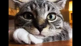 😺 The cat is the best psychologist! 🐈 Funny video with cats and kittens for a good mood! 😸