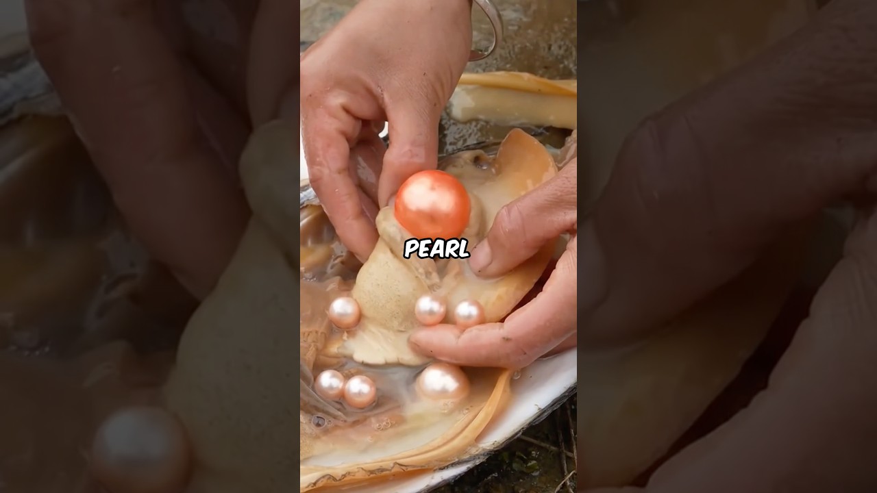 The incredible process of pearl farming 🦪✨ | How nature creates its brightest jewel 