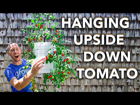 Here's How to Grow Tomatoes Upside Down