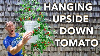 Here's How to Grow Tomatoes Upside Down
