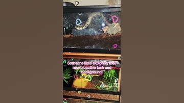 Shelly seems to enjoy her new bioactive tank and background. #snake #ballpython #reptiles #reptile