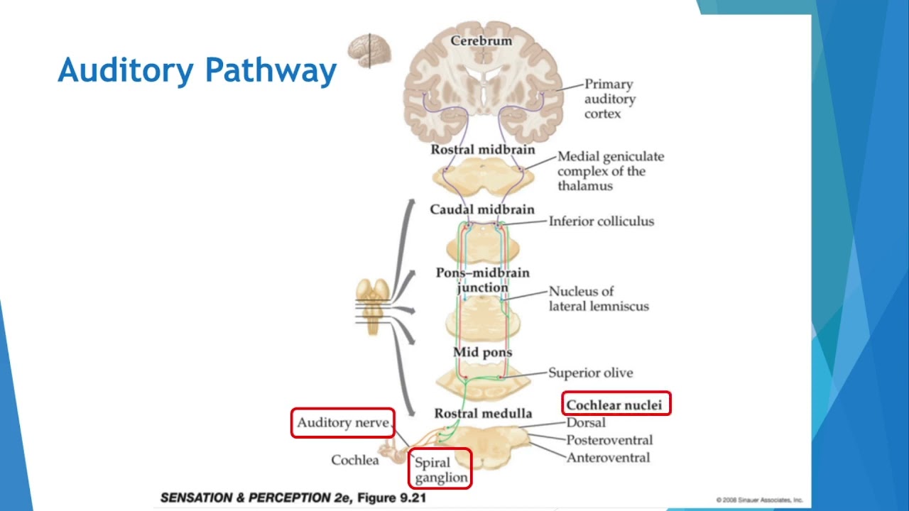 Auditory Pathway