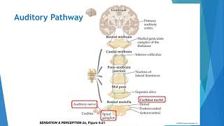 Auditory Pathway