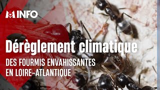 Tapinoma magnum: The invasive ant
