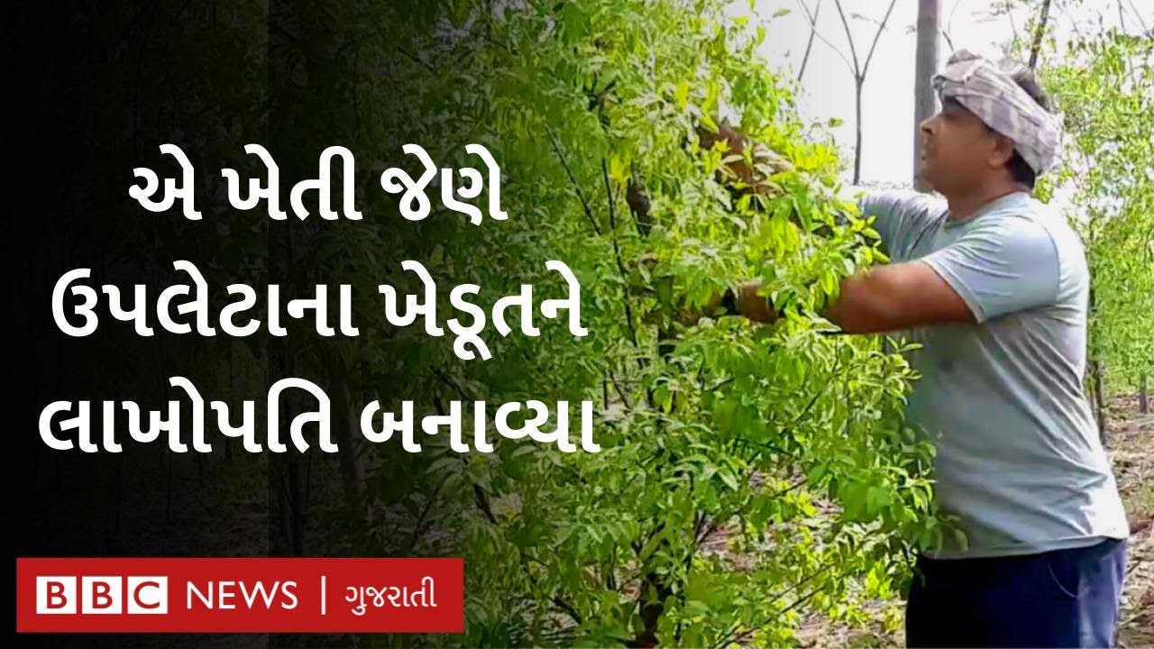 આ ગુજરાતી ખેડૂતને ચંદનની ખેતીએ કેવી રીતે લાખોપતિ બનાવી દીધા? Sandal Farming