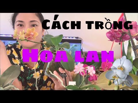 Trồng hoa Lan thủy canh - hướng dẫn trồng hoa Lan bằng đất nung!!! Trồng hoa Lan ở Mỹ #1 | Foci