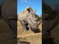 resumo Sobre o hinoceronte #viral #curiosidades #animals #savana #extinction