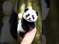 Three cute baby animal #shortvideo #ai #aiart #animals #animation #bellydance #sd @AgainbackFD-z7A