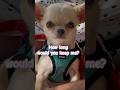 How long would you keep me? #chihuahua #cutedog #puppy #shorts