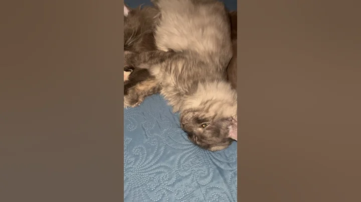 Watch the video about This type of love #mainecoon