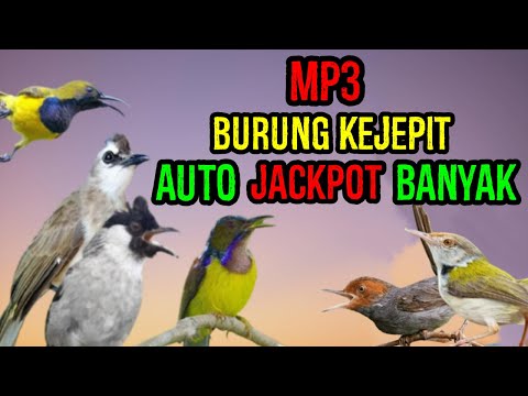 Suara PIKAT burung KEJEPIT | burung sogon,Kolibri dan burcil lain pasti kepo pasti nempel