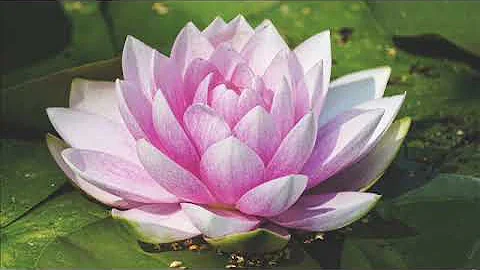 ► 9 Beautiful Lotus Flower Images / Best Water Lily Plant Wallpaper Pictures ◄ - DayDayNews