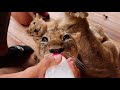 Adorable Lion Cubs Playing