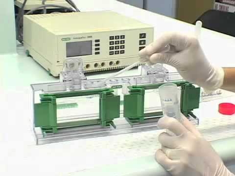 Western Blot Youtube