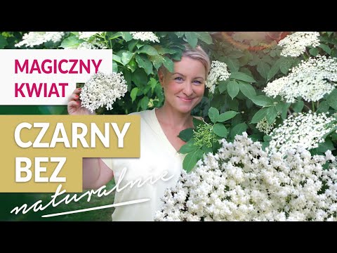 Wideo: Kwiaty Czarnego Bzu - Instrukcje Użytkowania, Wskazania, Dawki, Analogi