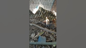 mái xám🐓 #thứcgàrừng86 #gàrừngtaitrắng #gàrừngrặc