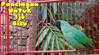 Cucak ijo mu bisu!!! Pancing dengan cucak ijo gacor ngentrok full nembak ini jamin nyaut