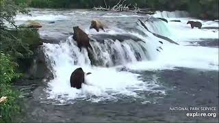 Brooks Falls 128 Grazer, Grazered Compilation From Explore