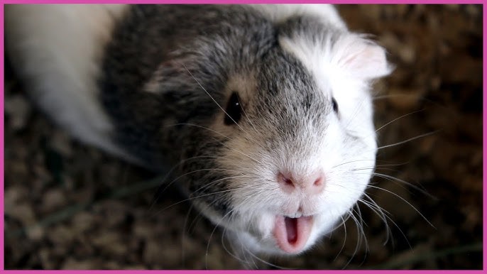 Do Guinea Pigs Squeak When Happy: Surprising Sounds Explained