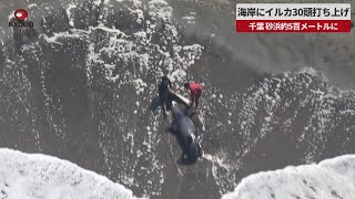 【速報】海岸にイルカ30頭打ち上げ 千葉、砂浜約5百メートルに