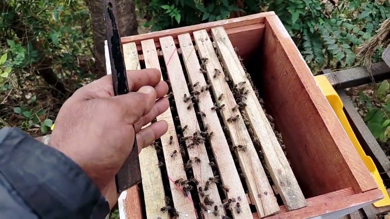 apis cerana मधुमक्खियों को 100% तक सेटल करें।