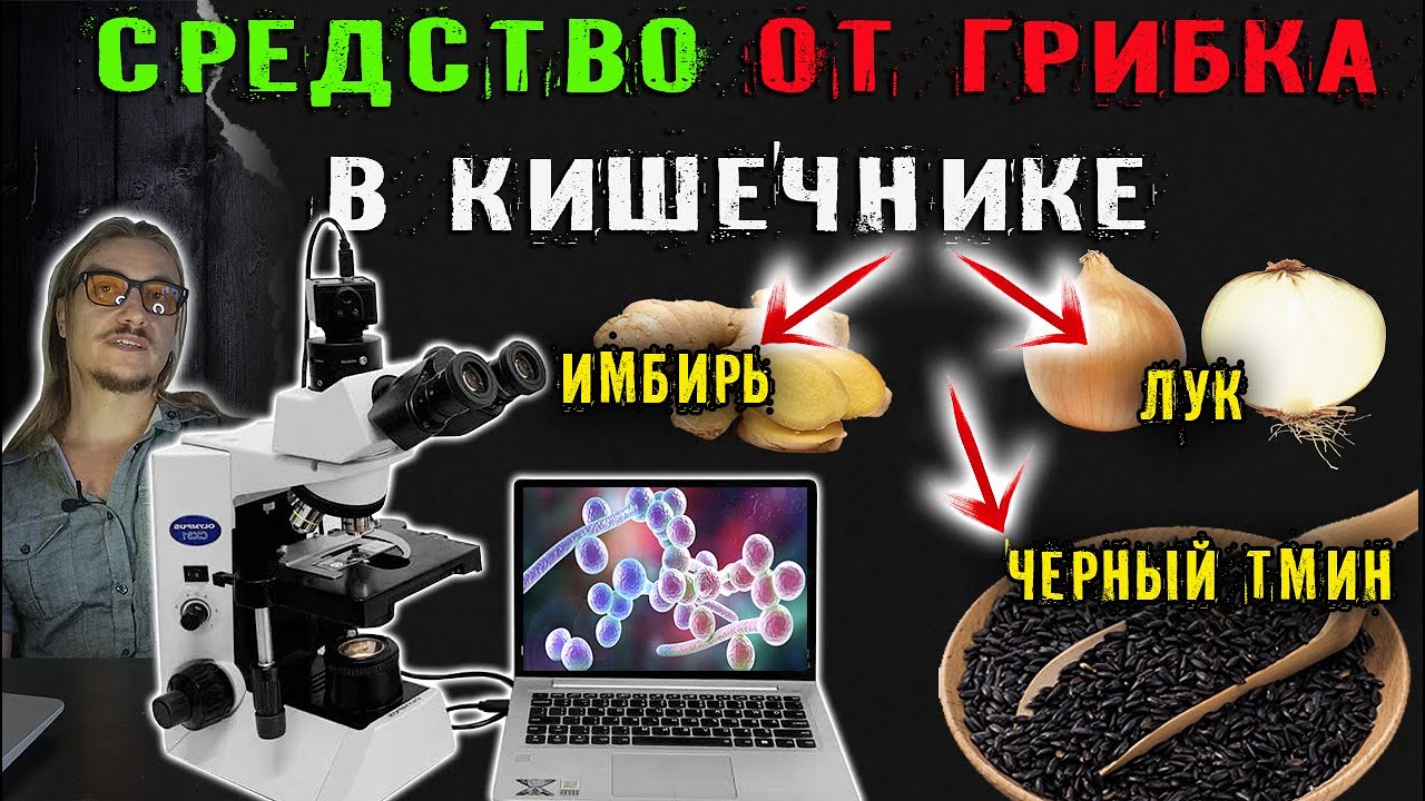 Как лук, черный тмин и имбирь подавляют грибок в кишечнике. Эксперимент ...