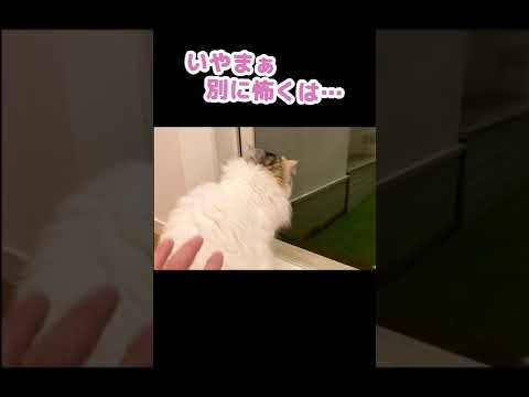 雷にビビりまくる小心者な猫 #Shorts