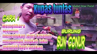 Cara ternak burung sun conur