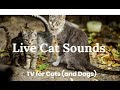 LIVE, Various Cat Sounds, Make Your Cat Go CRAZY!, Cat TV, Kitten Sounds