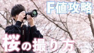 カメラを買ったらまず覚えるべき'F値'でできる写真表現【桜の撮り方】 by ゆ〜とび 62,798 views 1 month ago 20 minutes