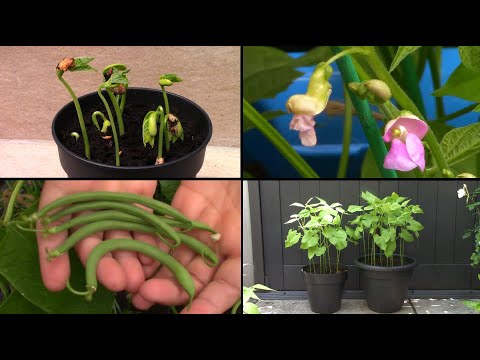 Vidéo: Cultiver des haricots dans des conteneurs : comment prendre soin des plants de haricots en pot