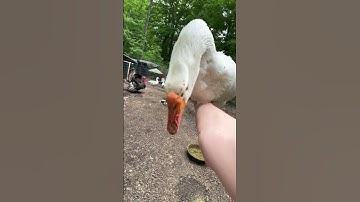 How To UnPick Up A Duck | How To Put A Duck Down