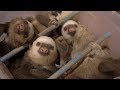 Sloth Sanctuary: un refugio para perezosos en Costa Rica