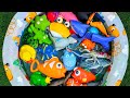 Ocean Animals Play & Learn | Sea Animals Adventure Learning for Preschoolers!