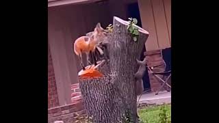 Fox Hunting Squirrel Fails
