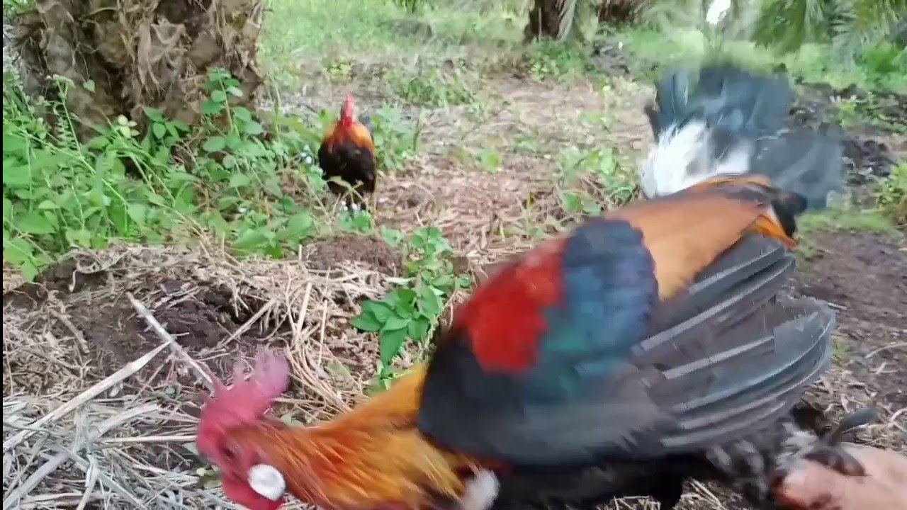 mikat ayam hutan merah di sontang membuah kan hasil alhamdulilah🙏 