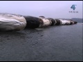 У Тернополі велетенських товстолобів знову діставали із сіток браконьєрів