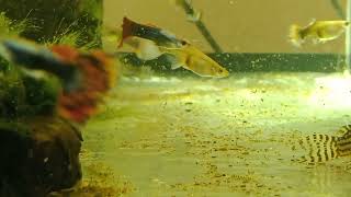 Гуппи аквариумные рыбки супер красивые рыбки в аквариуме
