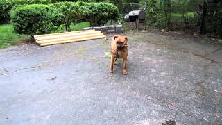 Bull Mastiff Dog Attacks Tree.mov