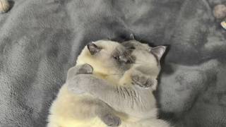 The Fat One Stole His Chair. The Shy One Never Left His Side. Together They Saved Him screenshot 3