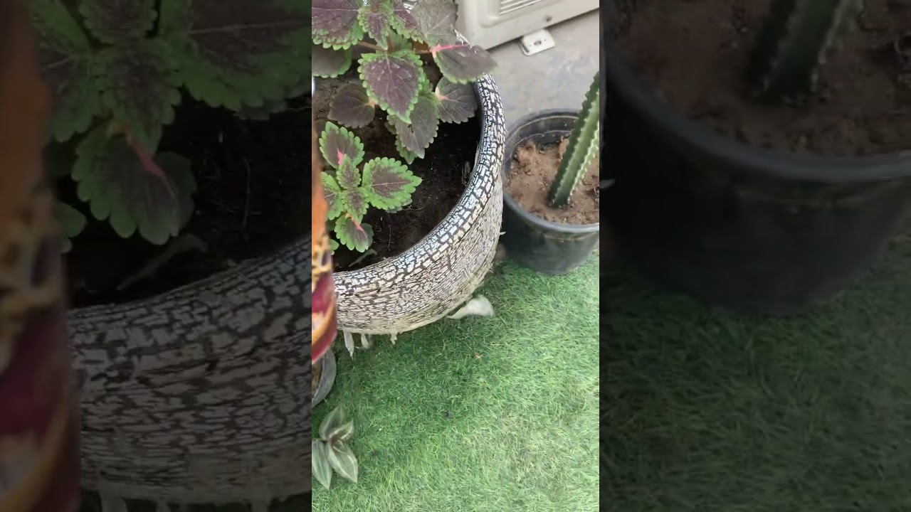 التسميد بخلطه عدي الناصر