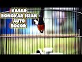 Pancingan Murai Batu Langsung Emosi Tambah Gacor Auto Ngamuk Dan Bongkar Isian Mp3 - Mp4 Download