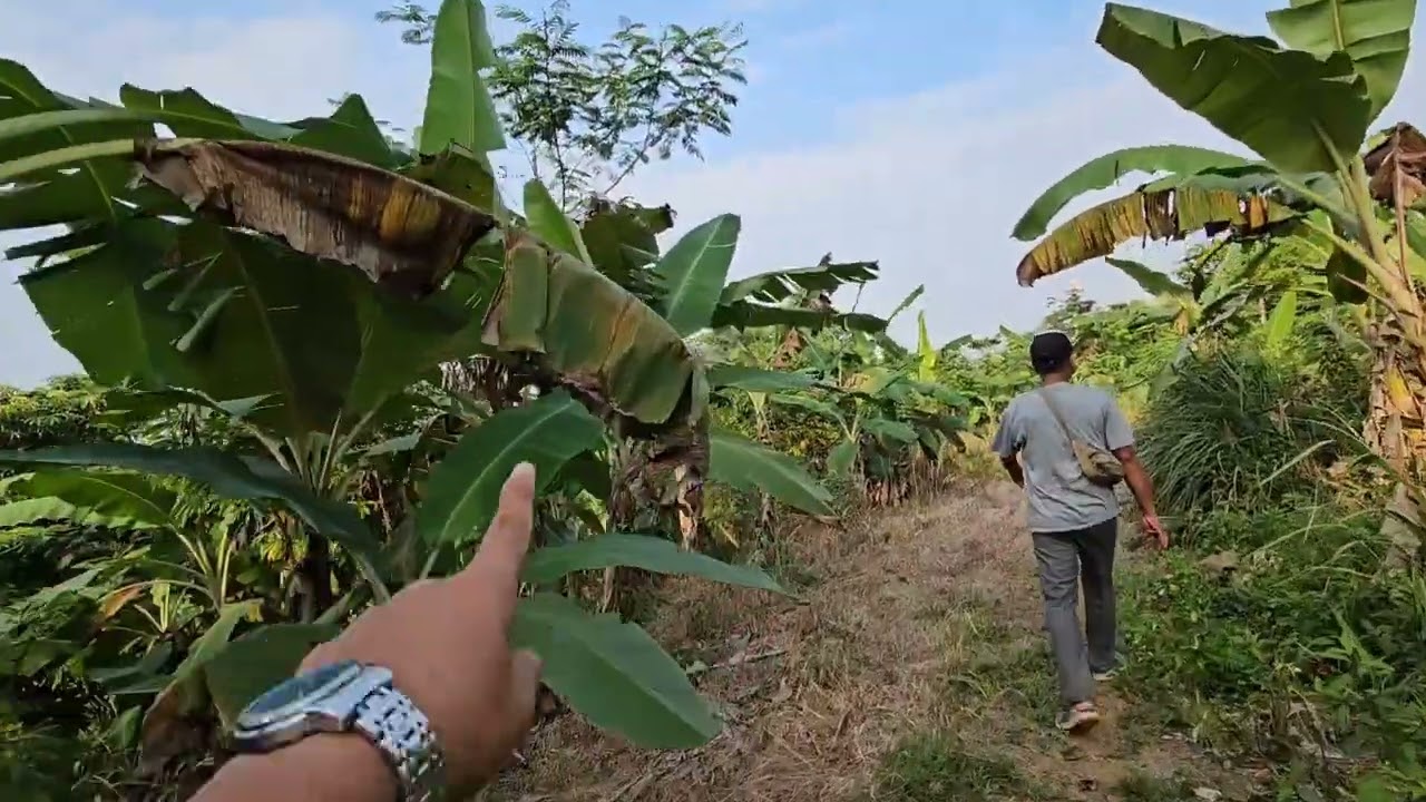 14 KM dari Tol panimbang Luas 7 hektar sertifikat SHM Harga 30 rb permeter #jualtanah #jualbelitanah