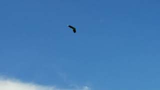Ritewing Recon flying wing Maiden